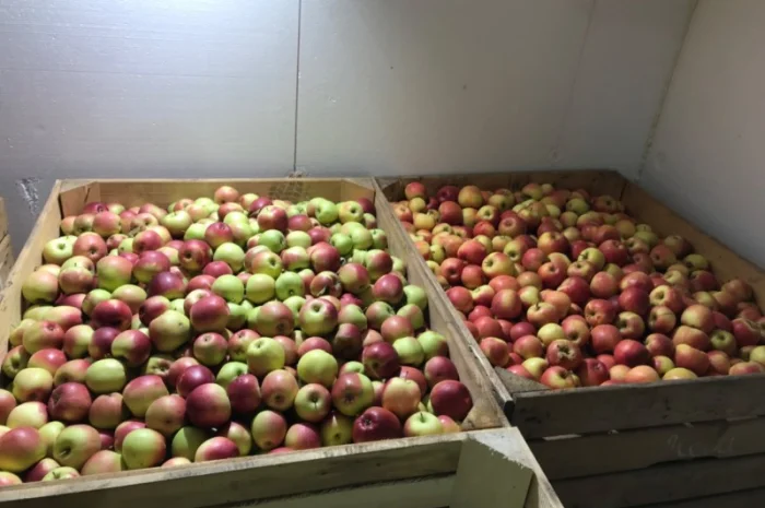 Продам яблуко різних сортів, гарної якості- фото № 4