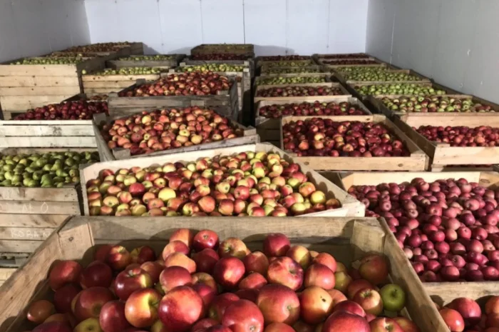 Продам яблуко різних сортів, гарної якості- фото № 5