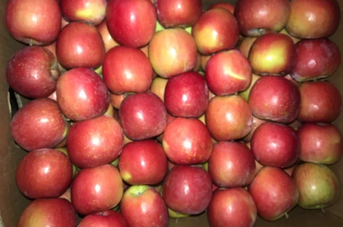 Продам яблуко різних сортів, гарної якості- фото № 6