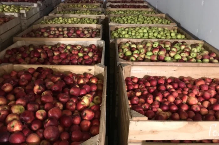 Продам яблуко різних сортів, гарної якості- фото № 7