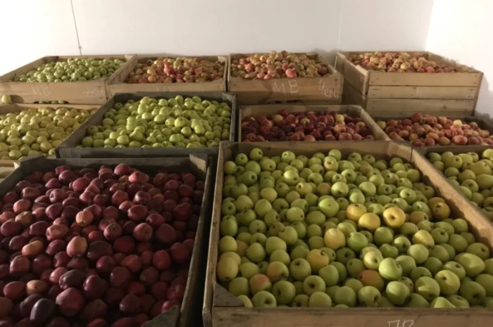 Продам яблуко різних сортів, гарної якості- фото № 8