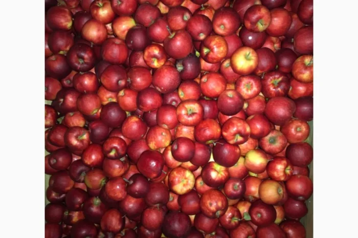 Продам яблука. Сорти: Дикоста, Рубінстар, Чорний принц, Голден, Найдарет, Флоріна- фото № 1