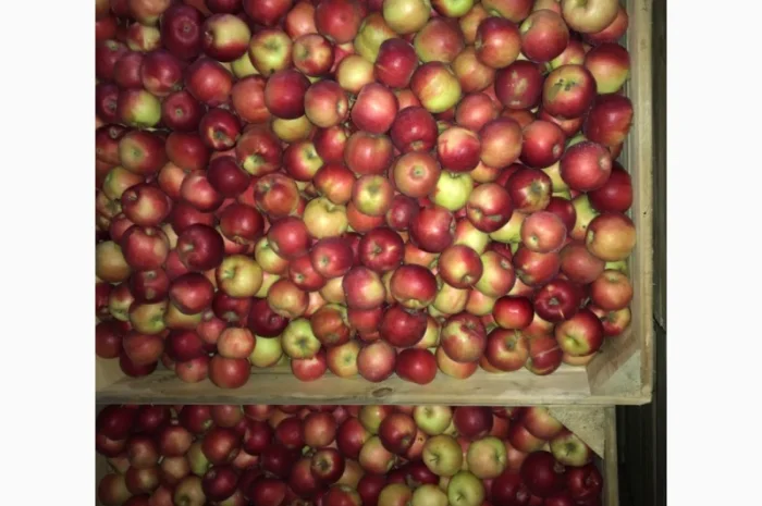 Продам яблука. Сорти: Дикоста, Рубінстар, Чорний принц, Голден, Найдарет, Флоріна- фото № 2