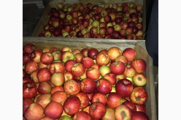 Продам яблука. Сорти: Дикоста, Рубінстар, Чорний принц, Голден, Найдарет, Флоріна- фото № 3