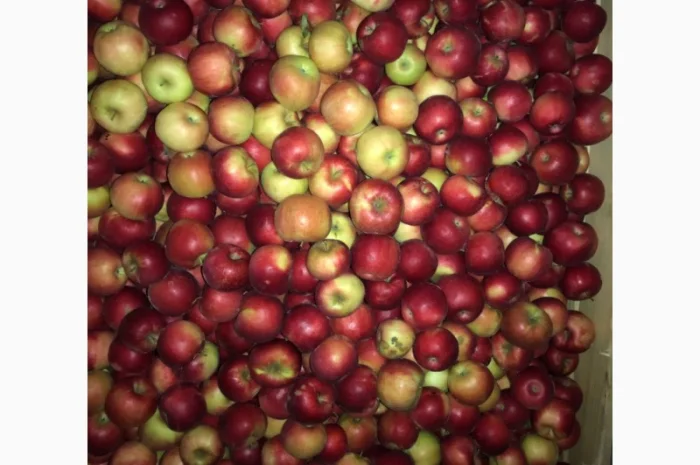 Продам яблука. Сорти: Дикоста, Рубінстар, Чорний принц, Голден, Найдарет, Флоріна- фото № 4