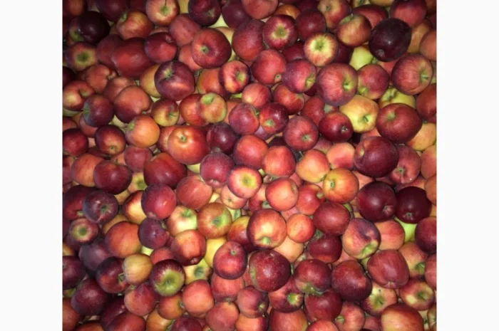 Продам яблука. Сорти: Дикоста, Рубінстар, Чорний принц, Голден, Найдарет, Флоріна- фото № 5