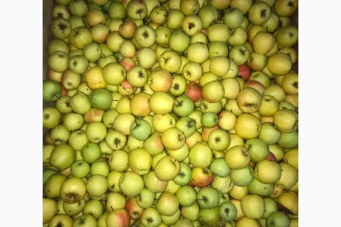 Продам яблука. Сорти: Дикоста, Рубінстар, Чорний принц, Голден, Найдарет, Флоріна- фото № 6