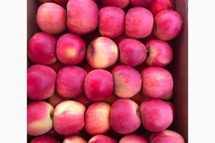 Продам якісні яблука з холодильника, смарт фреш- фото № 9