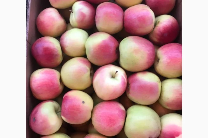 Продам якісні яблука з холодильника, смарт фреш- фото № 10