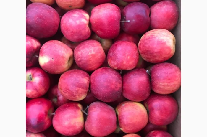 Продам якісні яблука з холодильника, смарт фреш- фото № 11