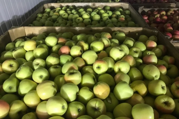 Продам якісні яблука з холодильника, смарт фреш- фото № 1