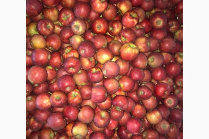 Продам якісні яблука з холодильника, смарт фреш- фото № 2