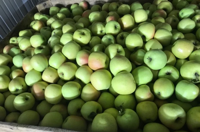 Продам якісні яблука з холодильника, смарт фреш- фото № 3