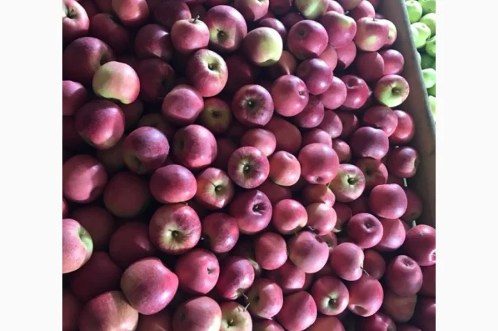 Продам якісні яблука з холодильника, смарт фреш- фото № 4