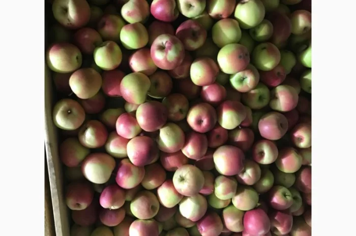 Продам якісні яблука з холодильника, смарт фреш- фото № 5