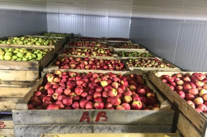 Продам якісні яблука з холодильника, смарт фреш- фото № 6