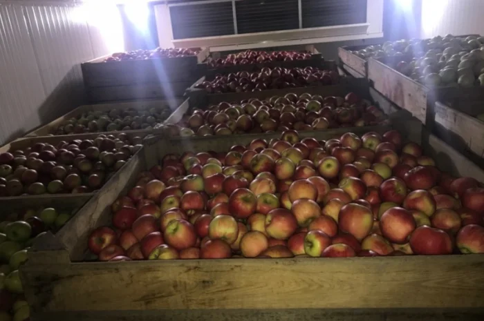 Продам якісні яблука з холодильника, смарт фреш- фото № 7