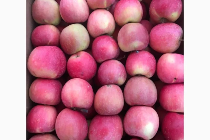 Продам якісні яблука з холодильника, смарт фреш- фото № 8