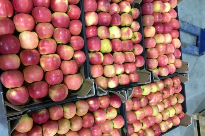 Продам якісне яблоко, з холодильника, оброблені смарт фрешом- фото № 1