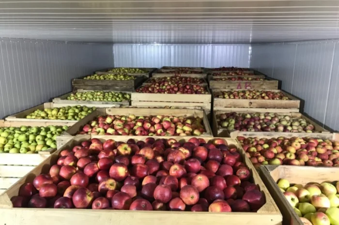 Продам якісне яблоко, з холодильника, оброблені смарт фрешом- фото № 10