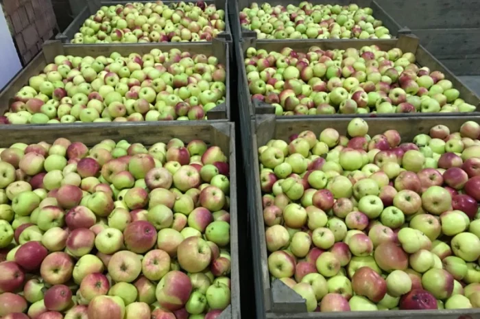 Продам якісне яблоко, з холодильника, оброблені смарт фрешом- фото № 11