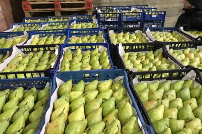 Продам якісне яблоко, з холодильника, оброблені смарт фрешом- фото № 12