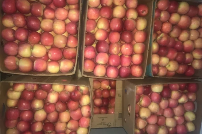 Продам якісне яблоко, з холодильника, оброблені смарт фрешом- фото № 3