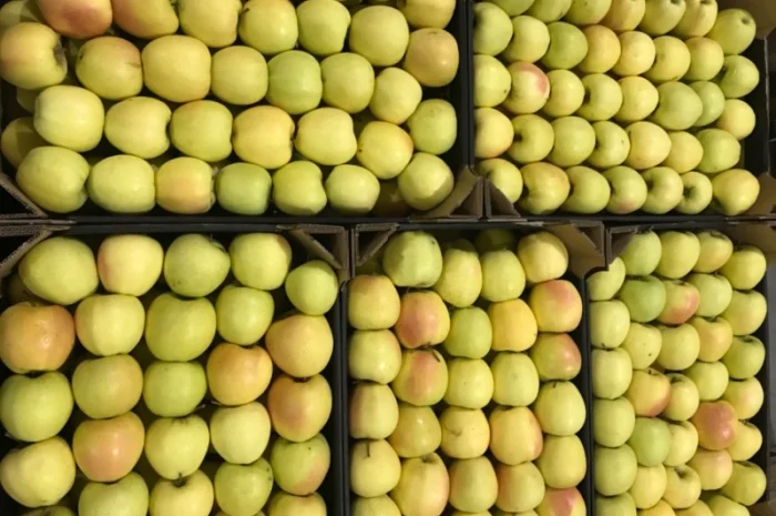 Продам якісне яблоко, з холодильника, оброблені смарт фрешом- фото № 5