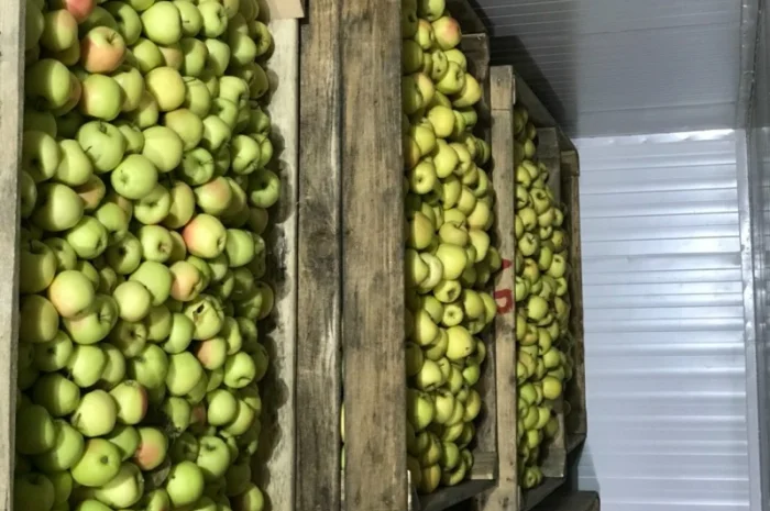 Продам якісне яблоко, з холодильника, оброблені смарт фрешом- фото № 6