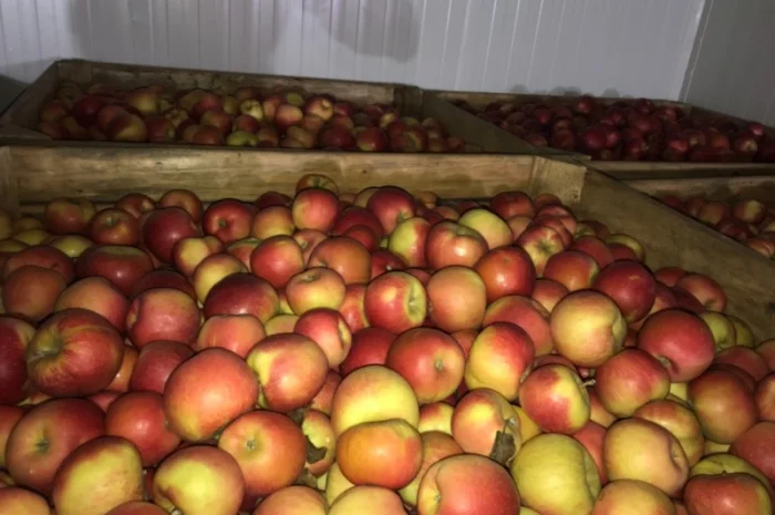 Продам якісне яблоко, з холодильника, оброблені смарт фрешом- фото № 7