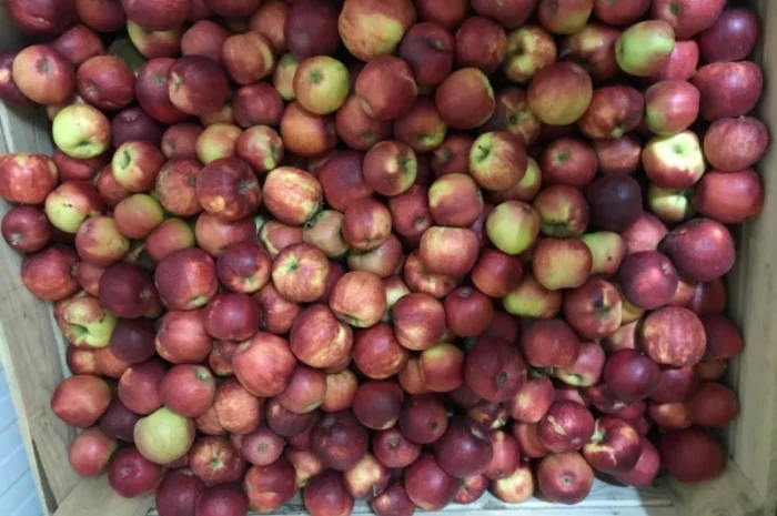 Продам якісне яблоко, з холодильника, оброблені смарт фрешом- фото № 8