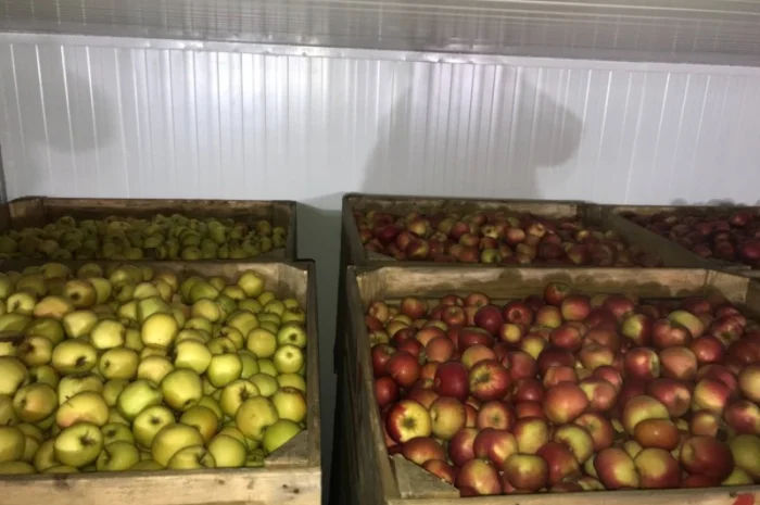 Продам якісне яблоко, з холодильника, оброблені смарт фрешом- фото № 9