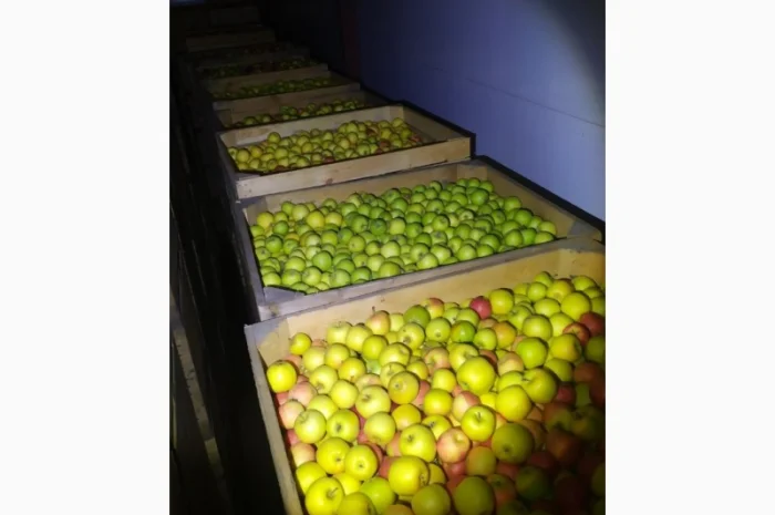 Продам яблука- фото № 1