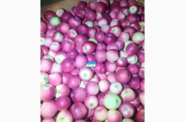 Продам яблука- фото № 2