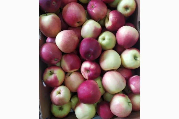 Продам яблука- фото № 4