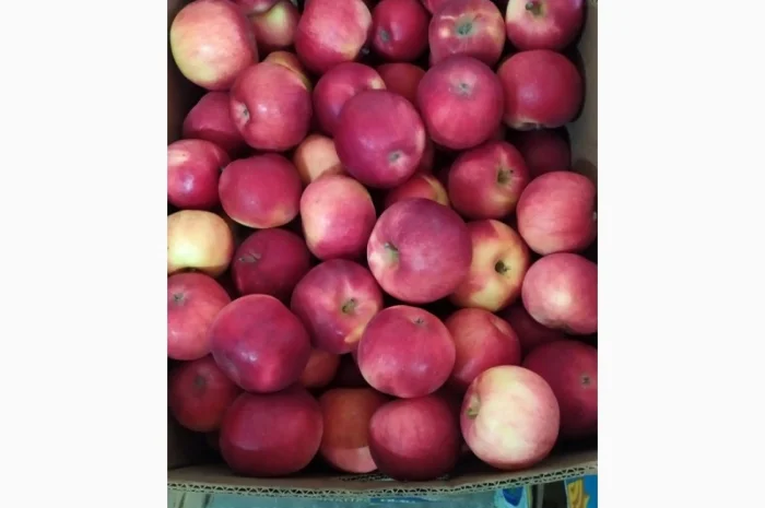 Продам яблука- фото № 5