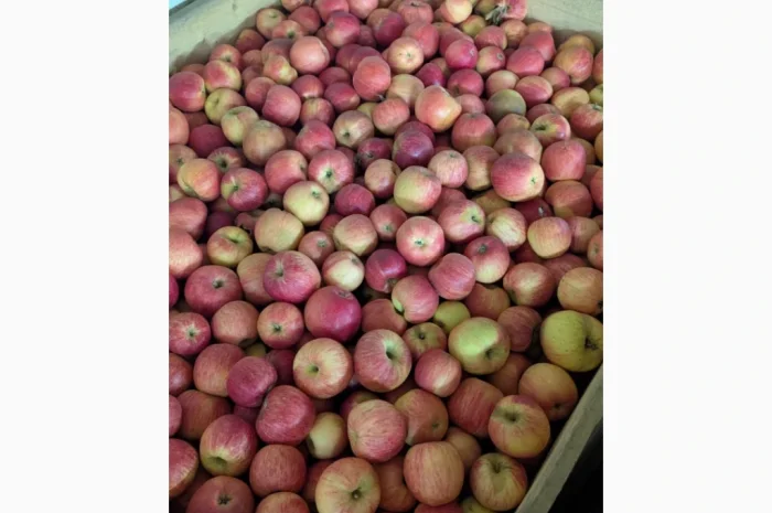 Продаються яблука різних сортів- фото № 1
