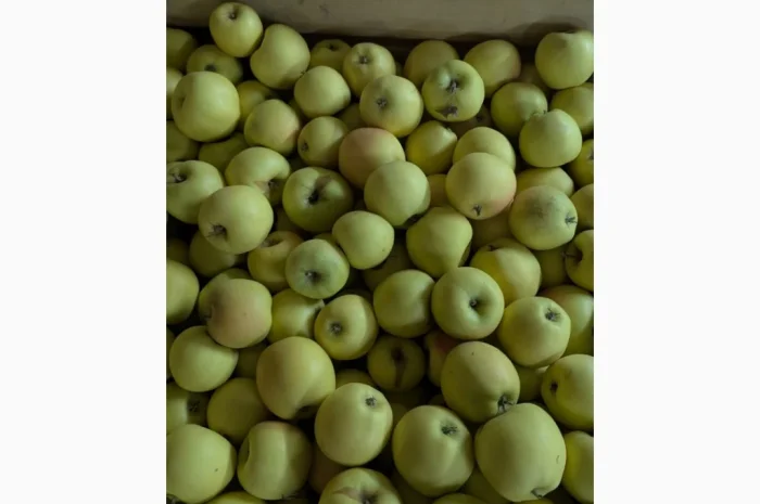 Продаються яблука різних сортів- фото № 3