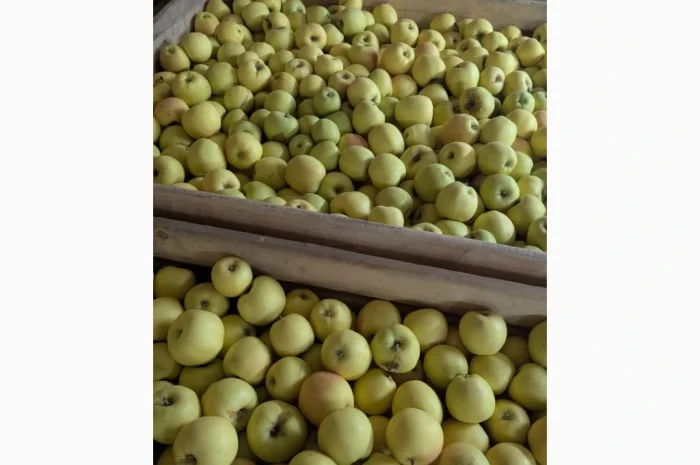 Продаються яблука різних сортів- фото № 4