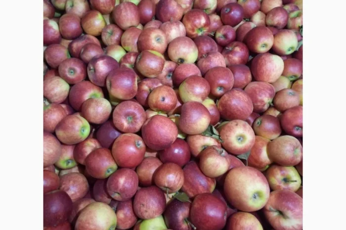 Продам яблука- фото № 2