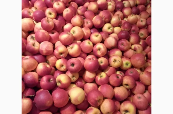 Продам яблука- фото № 3