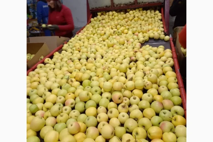 Продам яблука- фото № 4