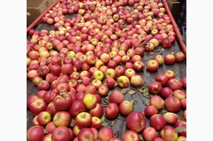 Продам яблука- фото № 5