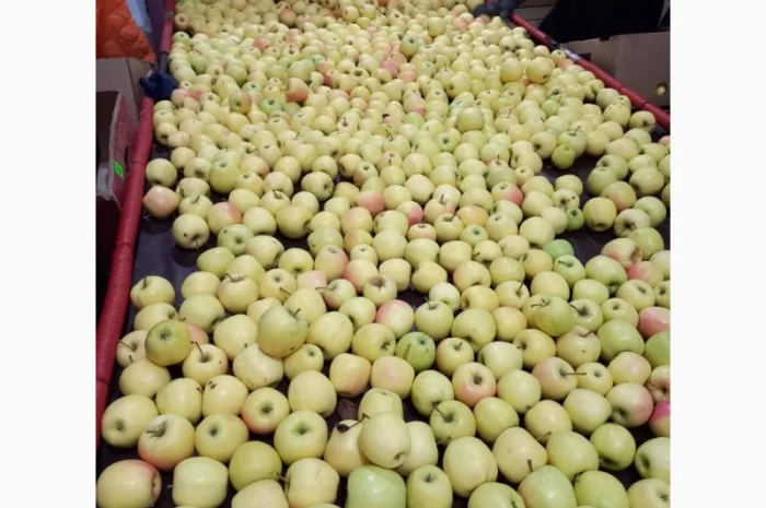 Продам яблука- фото № 6