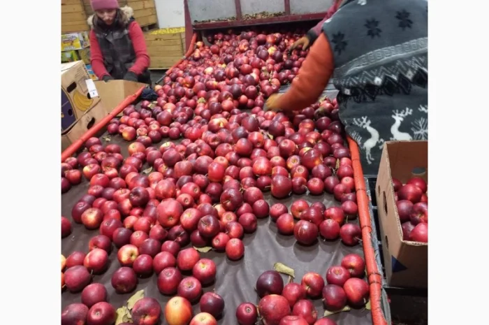 Продам яблука- фото № 7