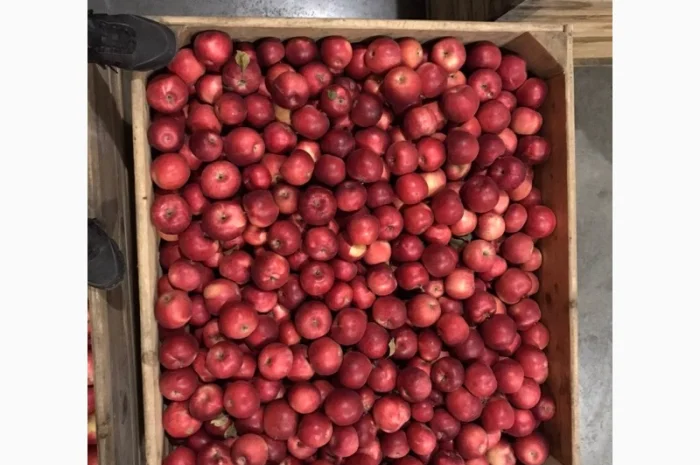 Продам яблука Айдарет- фото № 1