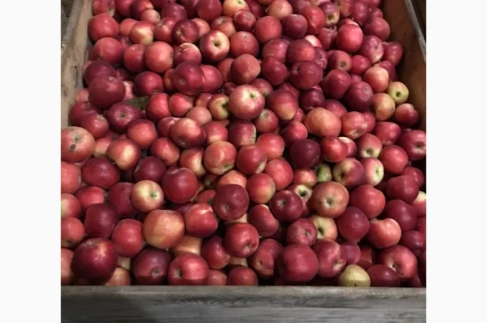 Продам яблука Айдарет- фото № 2