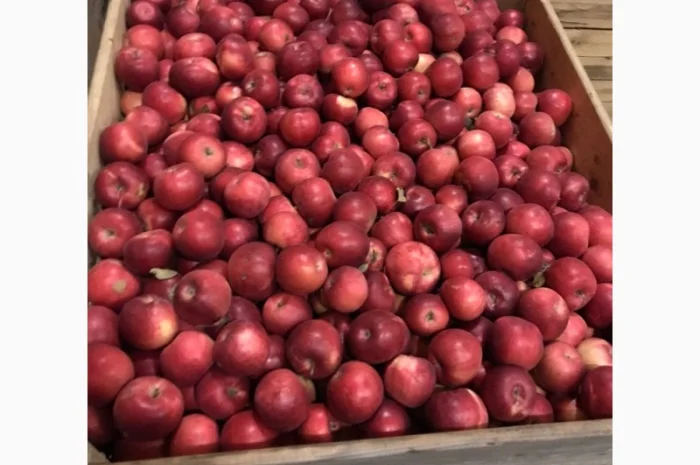 Продам яблука Айдарет- фото № 3