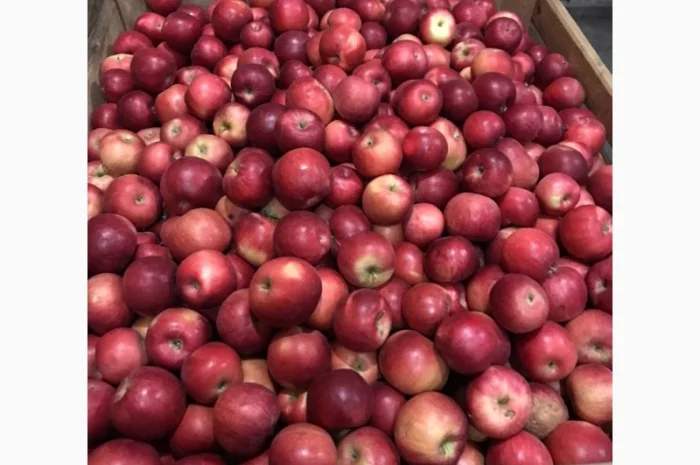 Продам яблука Айдарет- фото № 4