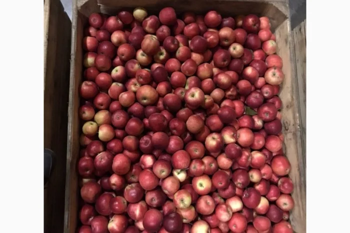 Продам яблука Айдарет- фото № 5